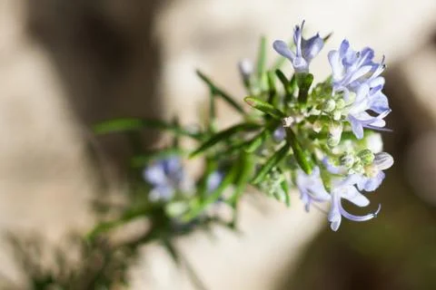 Close-up of rosemary in bloom. Selective focus Stock Photos