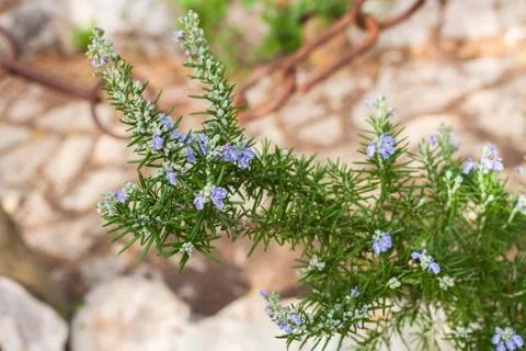 Close-up of rosemary in bloom. Selective focus Foto stock