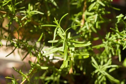 Close-up on a Rosemary Stock Photos