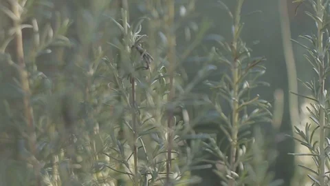 Close up of Rosemary plants Stock Footage 94324097