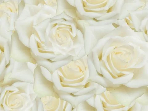 Close up of roses flowers background Stock Photos