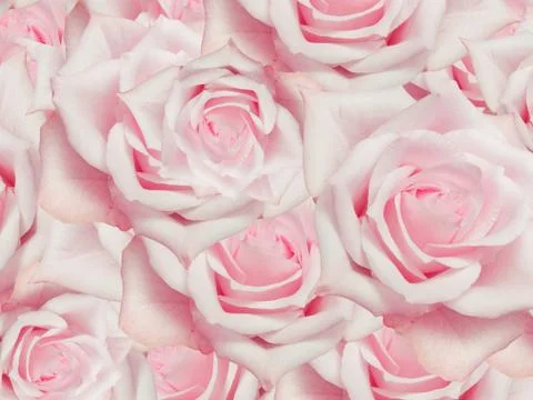 Close up of roses flowers background Stock Photos
