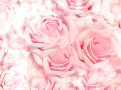 Close up of roses flowers background Stock Photos