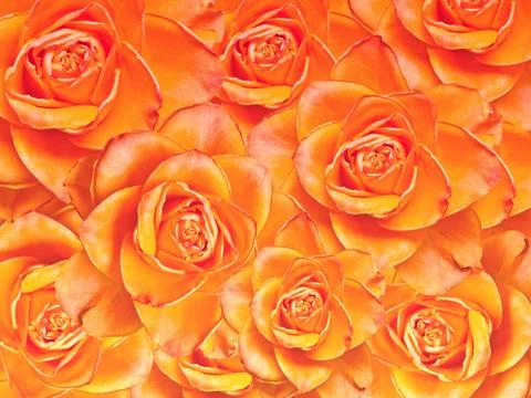 Close up of roses flowers background Stock Photos