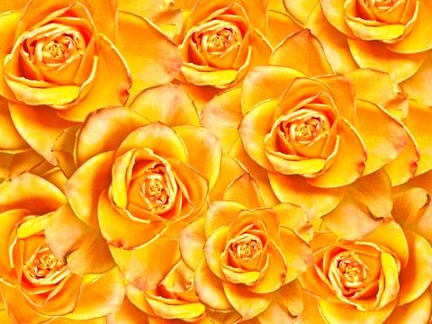Close up of roses flowers background Stock Photos
