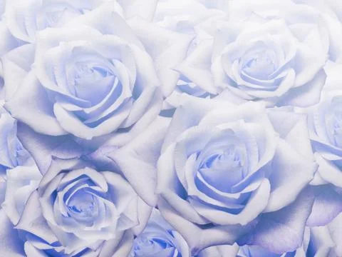 Close up of roses flowers background Foto stock