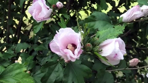 A Close Up Roses Gracefully Blowing in the Wind Stock Footage 158014129
