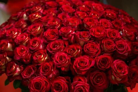 Close-up roses texture natural background in red tones Stock Photos