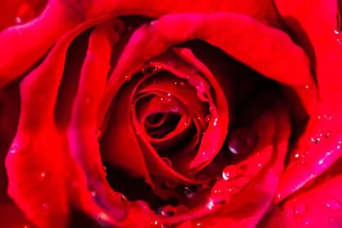 Close up of roses on white background Stock Photos