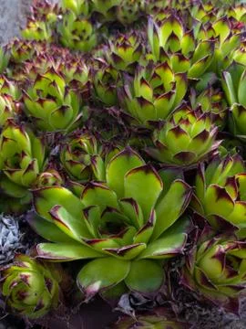 Close up of a rosette pattern of sempervivum tectorum or common houseleek Stock Photos