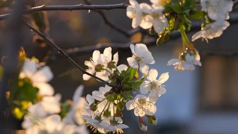 Close up rotating cherry blossom branch at sunset Video stock 332730595