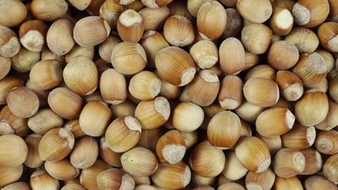 Close-up of Rotating Hazelnut IN Shell. Stock-Footage 250229681