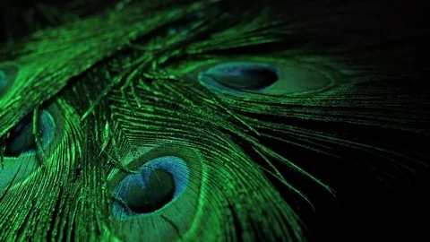 close up of rotating peacock feathers. G... | Stock Video | Pond5