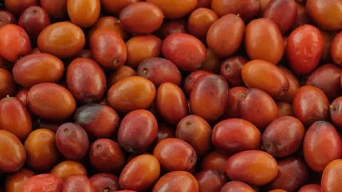 Close-Up Rotating Pile Of Fresh Ripe Jujube Chinese Date Fruit Stock Footage 343788227