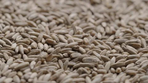Close up of rotating pile of raw rye seeds UNGRADED Stock Footage 119290474