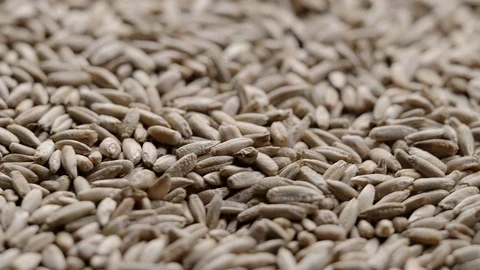 Close up of rotating pile of raw rye seeds Stock Footage 119290477
