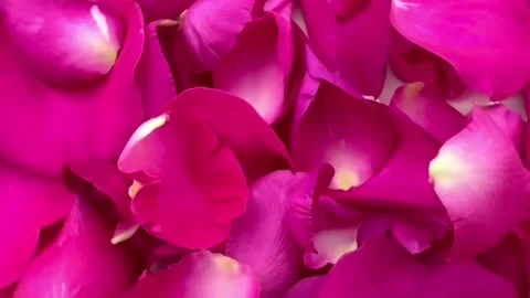 Close up rotating red and pink rose petals It’s a symbol of Valentine's Day Stock Footage 167442415