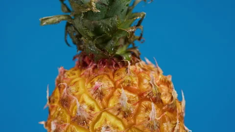 Close-up of rotating ripe pineapple on blue background, making a cocktail of Stock Footage 159131572