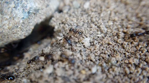 A close up rotating shot of black ants are seen moving through cracks of Stock Footage 118284437