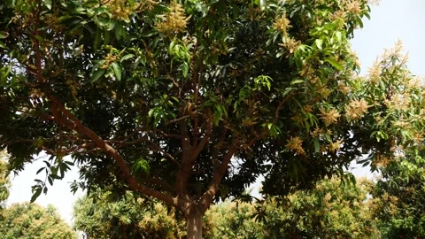 Close rotating shot of mango tree with mango flowerings Video stock 147705510