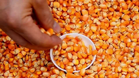 Close-up, Rotating sweet corn grains background Filmed on high speed cinematic Stock Footage 336581472