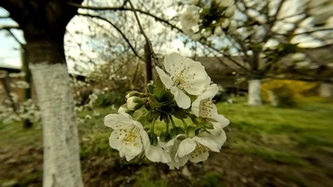 Close up rotating view of blooming skullcap flower 2026 Stock Footage 332556471