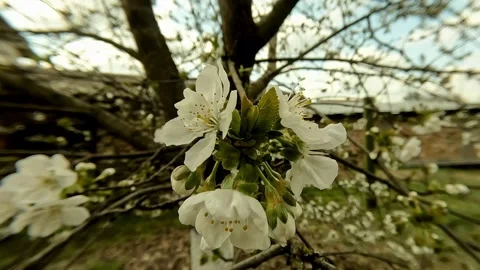 Close up rotating view of blooming skullcap flower Stock Footage 332556482