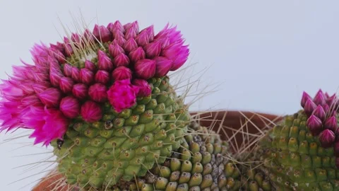 Close up rotating view of pink cactus flowers in pots Vídeo Stock 151287386