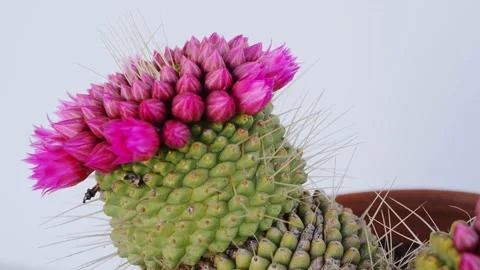 Close up rotating view of pink cactus flowers in pots Video stock 151287464