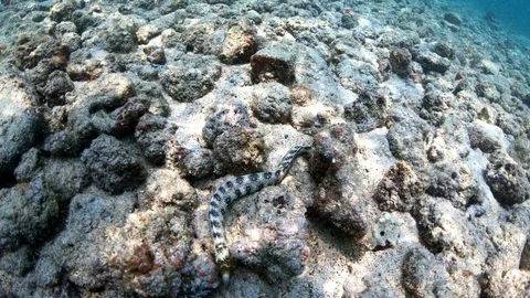 Close rotating view of White Moray Eel as it searches for food under rocks 4K 스톡 동영상 98433428