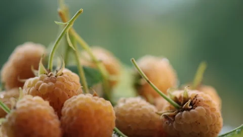 Close up of rotation beautiful ripe yellow raspberry on green nature background Stock Footage 280456450