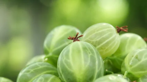 Close up of rotation fresh gooseberry on background summer green garden Stock Footage 280236575