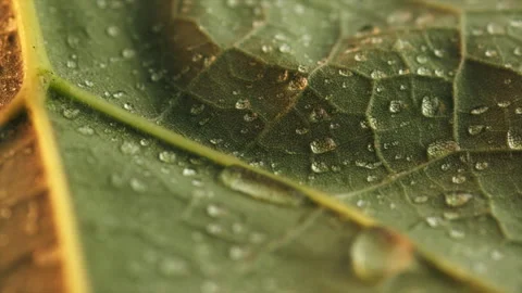 Close up of rotation green leaf plant or tree with little drops water Stock Footage 284083166
