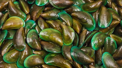 Close up rotation of many colored green Mussel in the market. Vídeo Stock 55207006