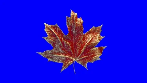 Close-up rotation maple leaf covered by drops of water. Leaf red color isolated Stock Footage 111944115