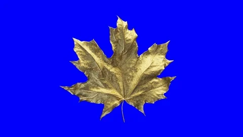 Close-up rotation maple leaf covered by drops of water. Leaf gold color isolated Stock Footage 115245814