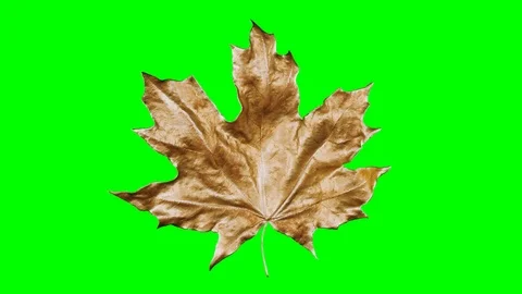 Close-up rotation maple leaf covered by drops of water. Leaf gold color isolated Stock Footage 118671250