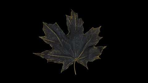 Close-up rotation maple leaf covered by drops of water. Leaf gold color isolated Stock Footage 120526189