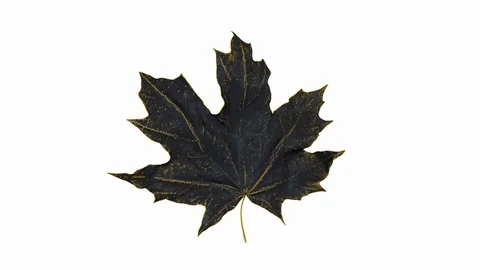 Close-up rotation maple leaf covered by drops of water. Leaf gold color isolated Stock Footage 120850415