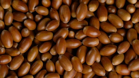 Close-up rotation of oak acorns Stock-Footage 116209136