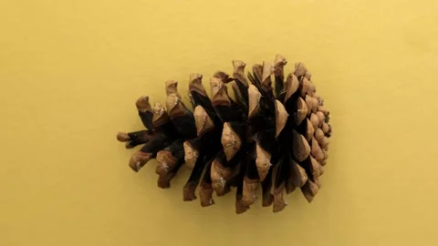 Close up rotation of pine cone on yellow background. Christmas concept Stock Footage 216933603