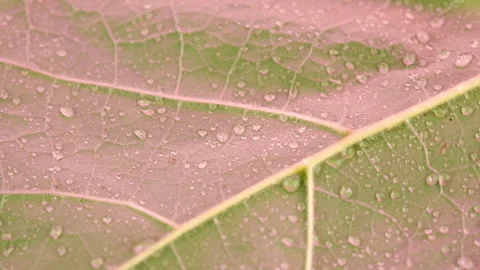 Close up of rotation plant with small water drops in warm purple light Stock Footage 284086267
