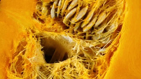 Close-up rotation of raw pumpkin half with seeds in 4K Ultra HD 3840x2160 動画素材 74060355