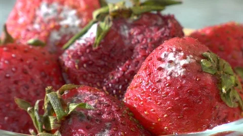 Close up of rotten and disgusting perishing fruit straweberries Stock Footage 123732049