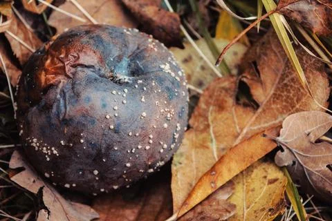 Close-up of a rotten apple covered in mold lying on dry autumn leaves Stock Photos