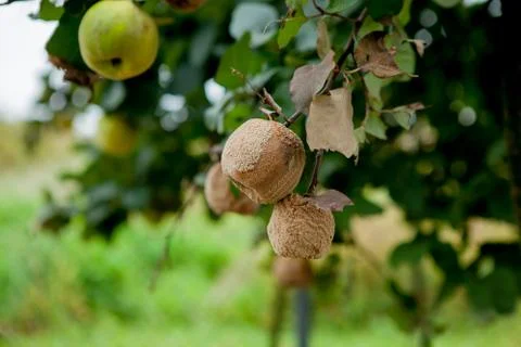 Close up of rotten apple with mildew on tree in orchard Stock Photos