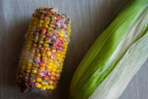 Close up on rotten corn on the table Foto stock