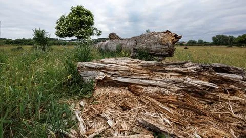 A close-up of a rotten, decaying trunk of a dead tree against the backdrop .. Stock Photos