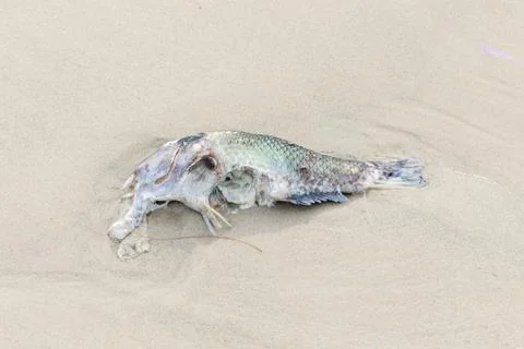 Close-up Rotten fish on the beach Stock Photos