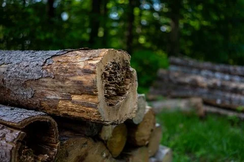 Close up of a rotten hollow tree trunk lying in a pile of cut wood 库存照片